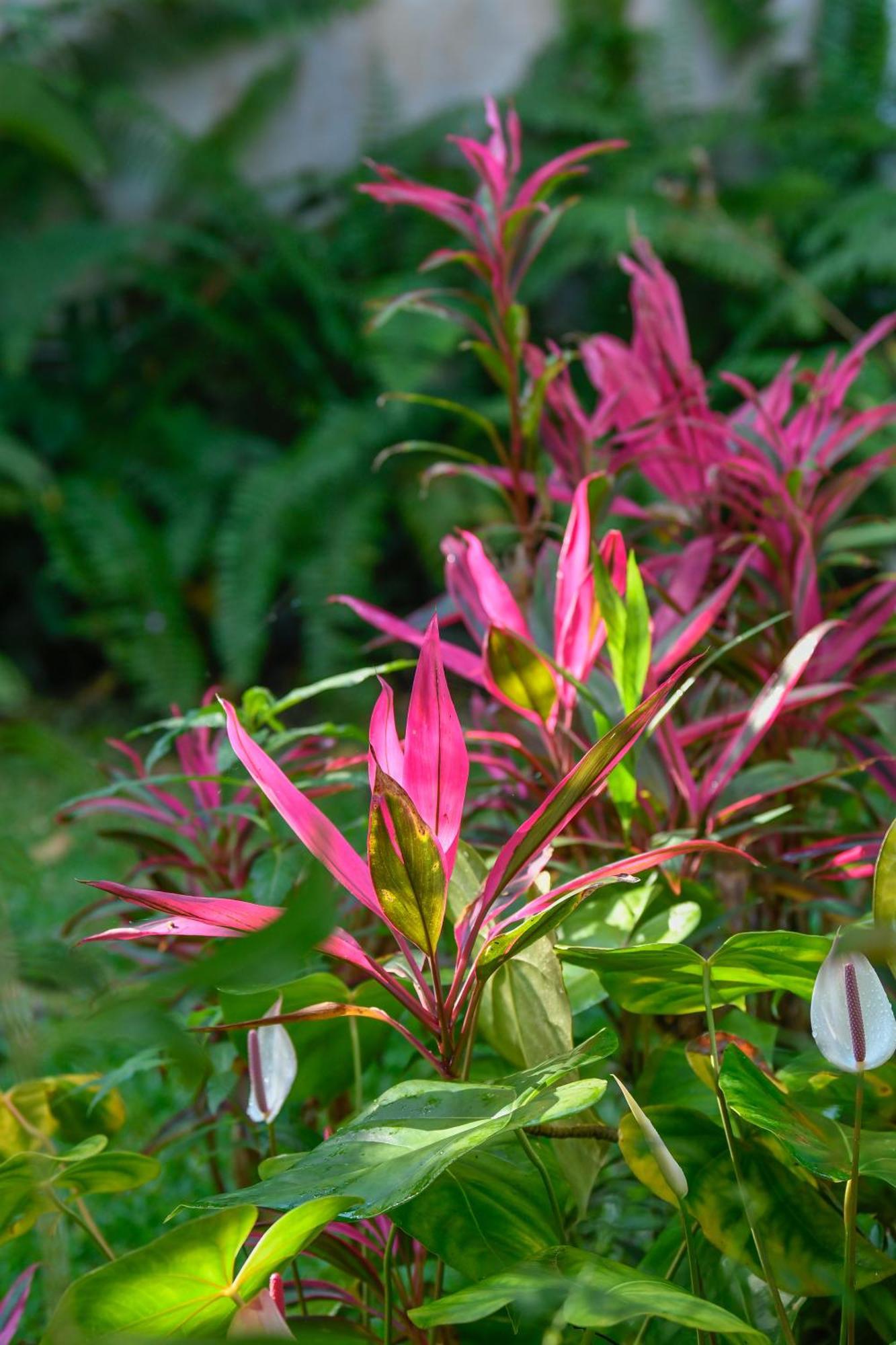 Le Medinilla Bed and Breakfast Bras-Panon Εξωτερικό φωτογραφία